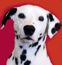 Picture of dalmatian face and neck on orange background.